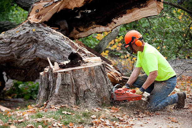 Why Choose Our Tree Removal Services in Tennille, GA?