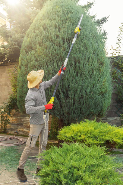 Professional Tree Services in Tennille, GA